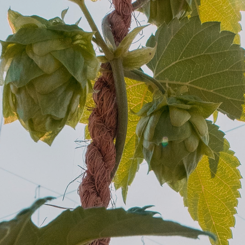 Hops and PM