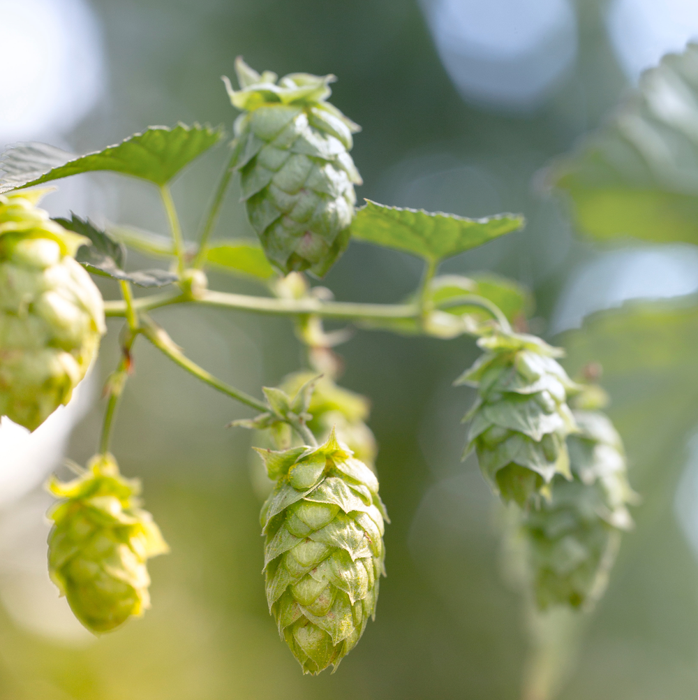 The Magic of Terpenes