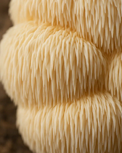 Lion’s Mane | Cognitive Support